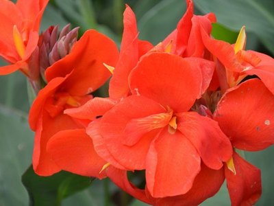 大花美人蕉价格行情与环境保护监测的联动分析——以2016年4月为例